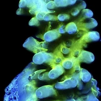 WYSIWYG 28F Violet Venom Frag