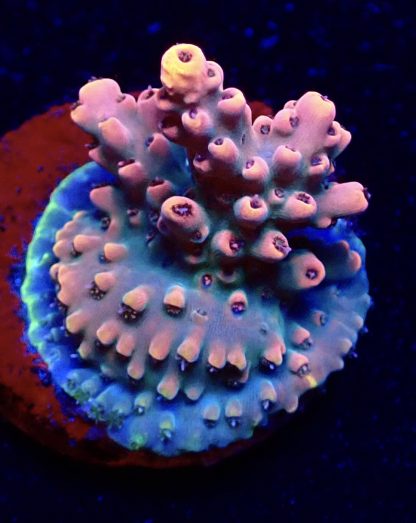 WYSIWYG 9G Bali Shortcake Acropora Frag