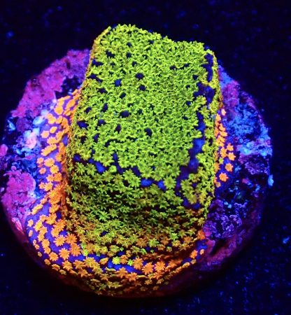 WYSIWYG 14B Rainbow Montipora