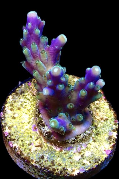 WYSIWYG 11C Purple Acropora Nana Frag