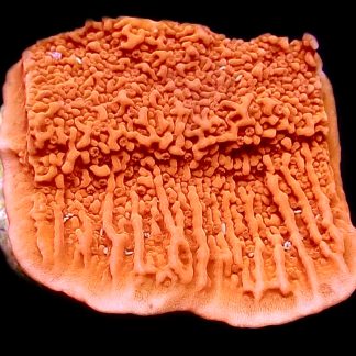 WYSIWYG 22F Orange Plating Montipora Frag