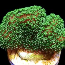 WYSIWYG 7D Ultra Neon Fluorescent Stylophora Frag