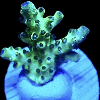 WYSIWYG 23G Acropora Granulosa Frag