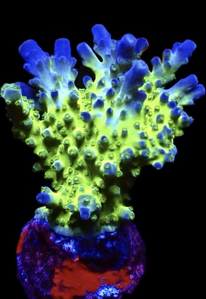 WYSIWYG 18i M.O.C Acropora Frag Extra Large