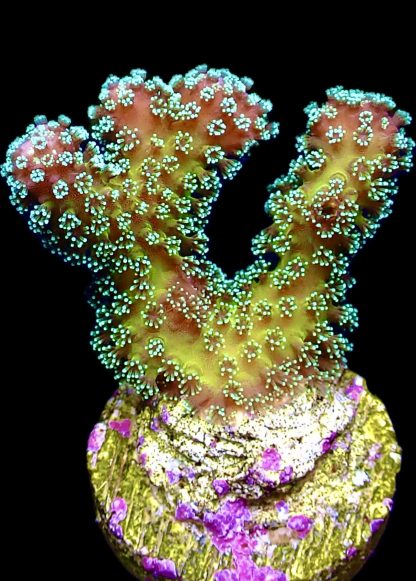 WYSIWYG 11A Ultra Stylophora Frag