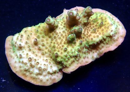 WYSIWYG R2C Tabling Acropora Efflorescens Large