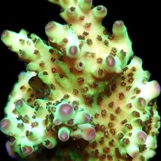WYSIWYG 17B  Rainbow Acropora Granulosa Frag