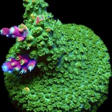 WYSIWYG 17F Bubblebath Unicorn Acropora Frag