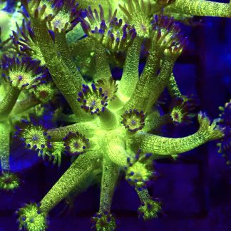 WYSIWYG T4 Glitterball Goniopora Frag 20+ Polyps