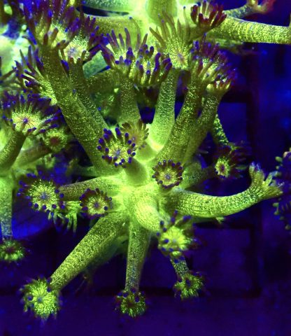 WYSIWYG T4 Glitterball Goniopora Frag 20+ Polyps