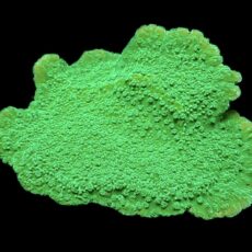 WYSIWYG 20i Green Goblin Montipora Frag Extra Large