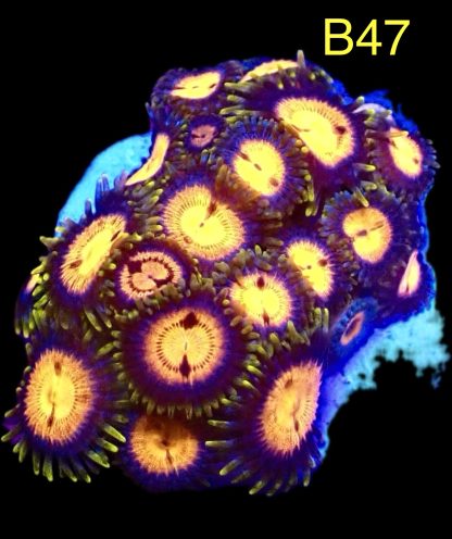 WYSIWYG Zoanthid Frag B47