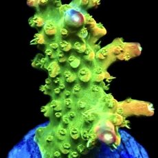 WYSIWYG 13G Rainbow Loom Ultra Frag