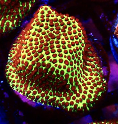 WYSIWYG A2 Strawberry / Lime Porites Frag