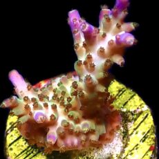 WYSIWYG 25E Pearlberry Acropora Frag