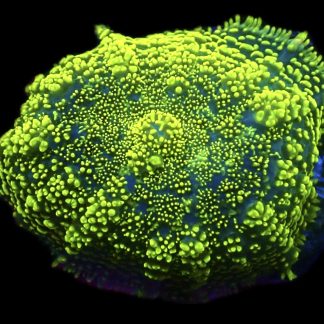 WYSIWYG A20 Lizard's Blood Mushroom