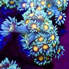 WYSIWYG 33D Purple Sunset Goniopora Frag (20+ Polyps)