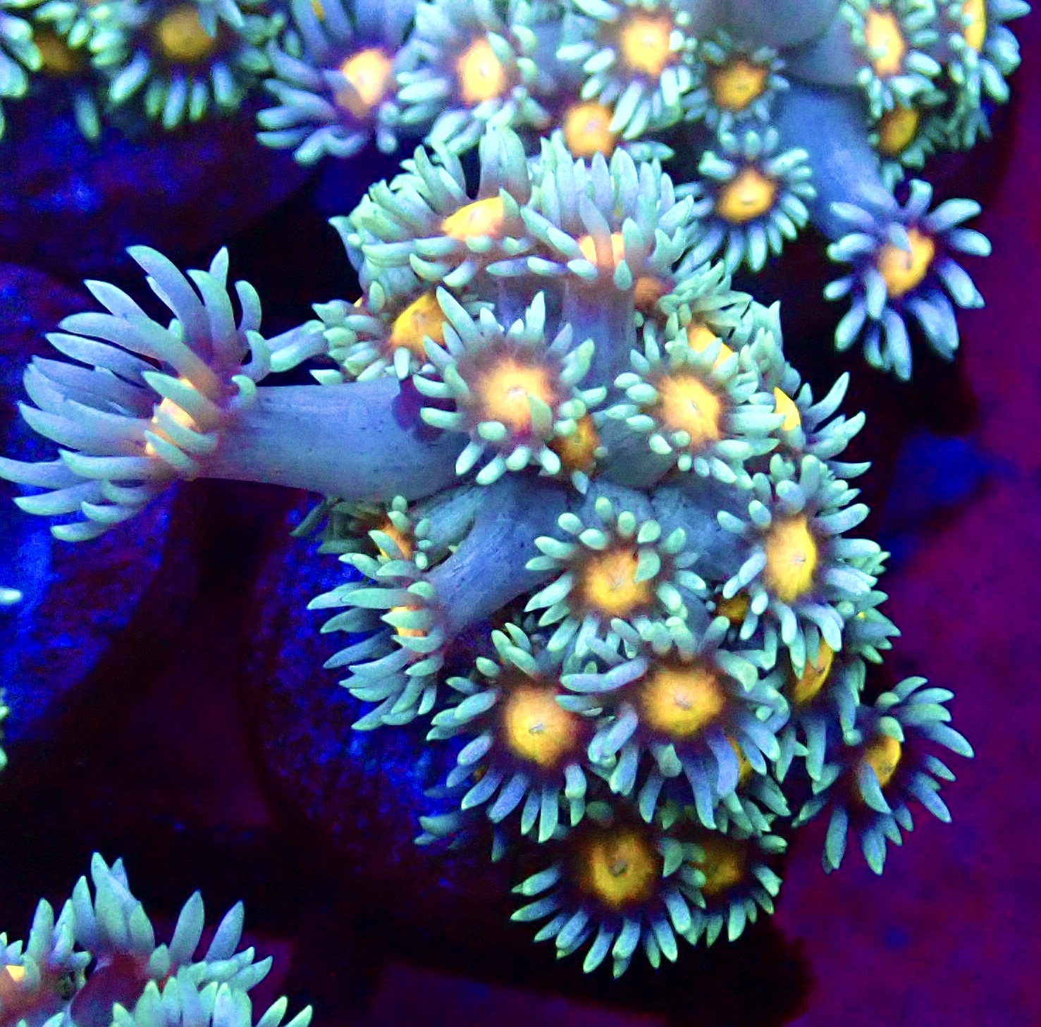 WYSIWYG 33D Purple Sunset Goniopora Frag (20+ Polyps)