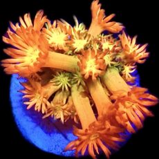 WYSIWYG T1 Amazeballs Goniopora Frag 20+ Polyps