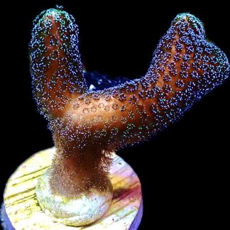 WYSIWYG 22i Purple Stylophora Milka