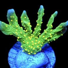 WYSIWYG 7i Montipora Hirsuta Frag