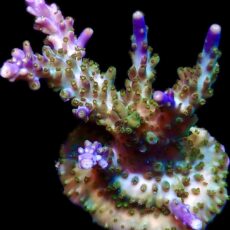 WYSIWYG 27C Magic Magenta Acropora Frag Extra Large
