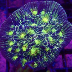 WYSIWYG T1 Lightning Bolt  Chalice Colony