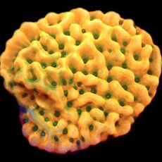 WYSIWYG 31A Kung Pao Montipora Frag