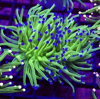 Blue Tipped Torch Euphyllia Double Head