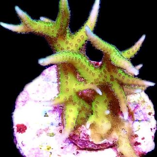 WYSIWYG 23D Lime Berry Hysterix Frag