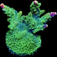 WYSIWYG 18F Bubblebath Unicorn Acropora Frag