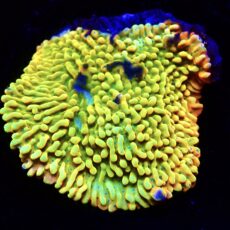 WYSIWYG 99 Kung Pao Montipora Colony ( 50mm x 50mm )