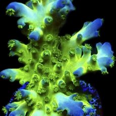 WYSIWYG M23 Violet Venom Acropora Frag Large