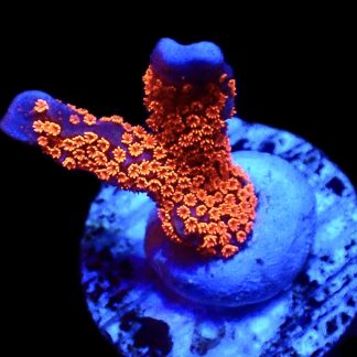 WYSIWYG 20B Bubblegum Montipora
