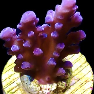 WYSIWYG 18G Oregon Tort Acropora Frag