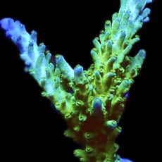WYSIWYG 16J Blue Tip Staghorn XXL