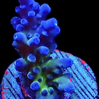 WYSIWYG 19D Electric Miyagi Tort Acropora Frag