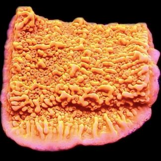 WYSIWYG 13C Orange Plating Montipora Frag