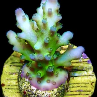 WYSIWYG 11H Violet Venom Acropora Frag
