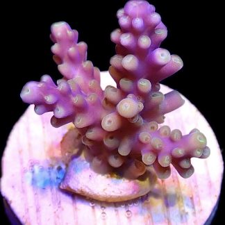 WYSIWYG 10B Magic Magenta Acropora Frag