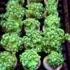Luscious Lemon Goniopora Frag (20+ Polyps)