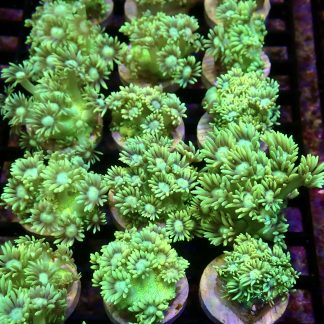 Luscious Lemon Goniopora Frag (20+ Polyps)