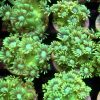 Luscious Lemon Goniopora Frag (20+ Polyps) - Image 2