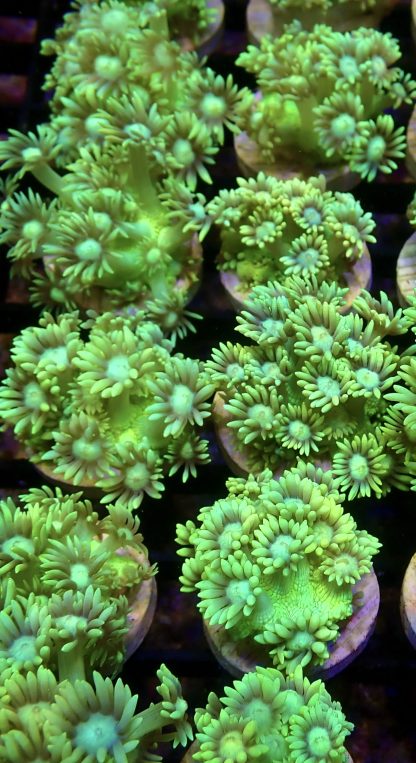 Luscious Lemon Goniopora Frag (20+ Polyps) - Image 2