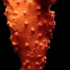 WYSIWYG 15G Red Montipora Setosa Frag Extra Large ( With Feather Worms )