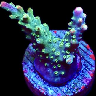 WYSIWYG 17H M.O.C. Bubblebath Unicorn Acropora Frag