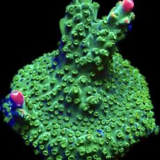 WYSIWYG 24F Bubblebath Unicorn Acropora Frag
