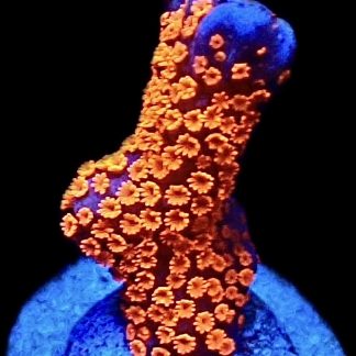 WYSIWYG 14A Bubblegum Montipora Small