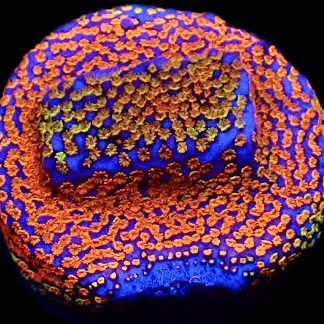 WYSIWYG 19A Rainbow Montipora