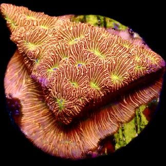 WYSIWYG 18K Jack O' Lantern Leptoseris Frag